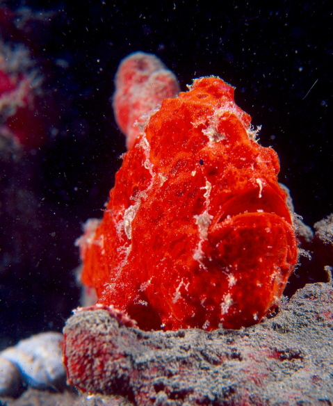 Antennarius coccineus (Pesce rana lentigginoso)